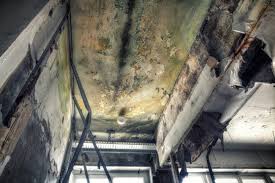 Why You Should Choose Our Mold Remediation Services in Champlin, MN